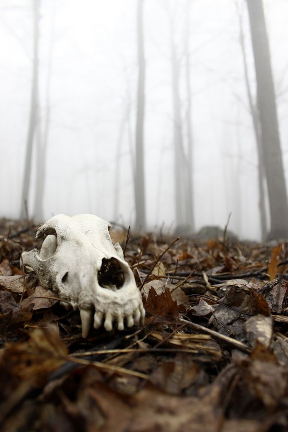 The Poem of Eternal Death by Lucretius
