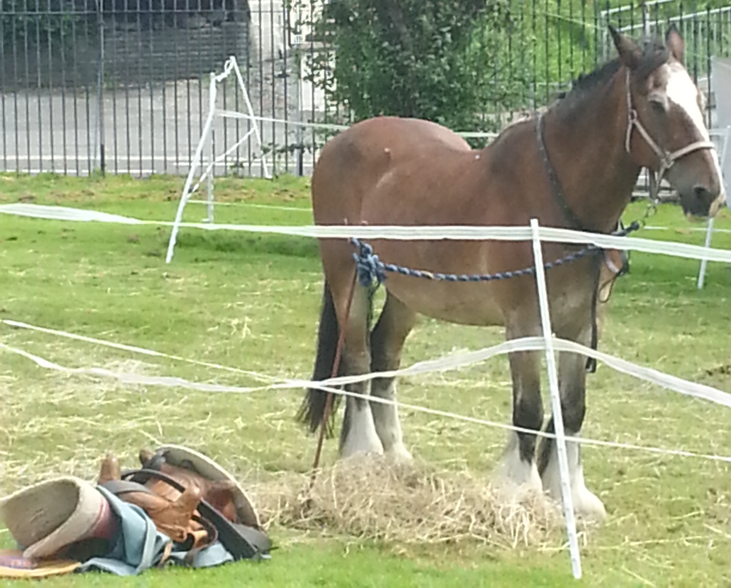 The Existence And Essence Of The Galloping Horses – A Praxis Approach